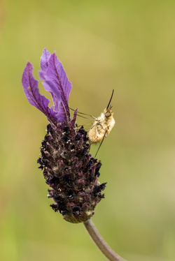 Abelha Mosca