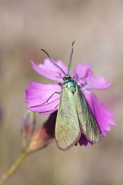 Jordanita sp.