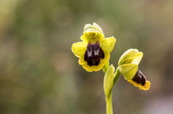 Ophrys lutea