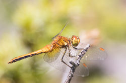 2015-07-12 Libelinha (Sympetrum flaveolum) SE (4)
