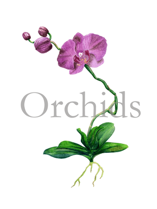 Orchids