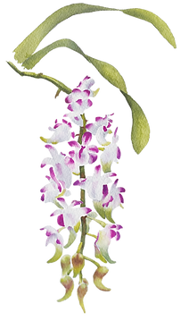 Lady Lawrence's Aerides-min.png