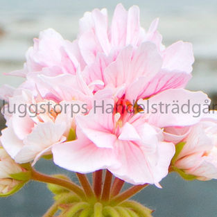 Rushmoor golden girl web.jpg