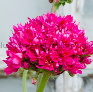 Lotta Lundberg web.jpg