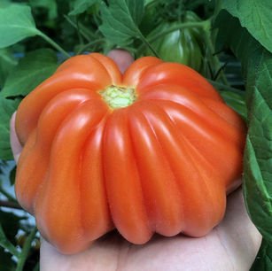 Arawak oxhjärts tomat