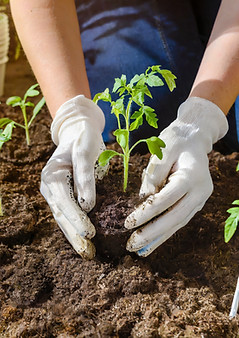 Firefly plantering av tomatplantor med händerna i jorden 15365.jpg