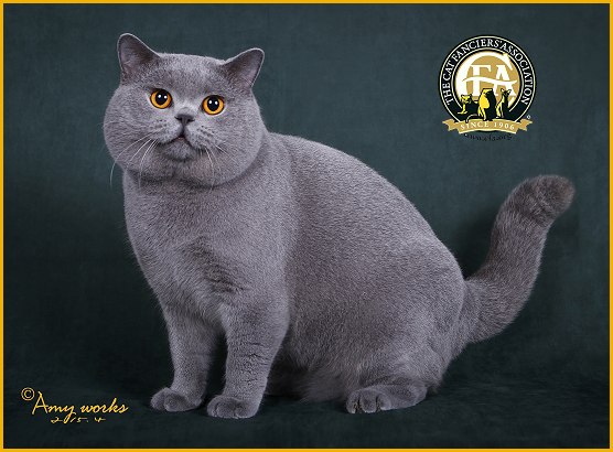 british shorthair sg