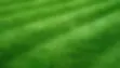 iron-sulphate-for-a-green-lawn_1.webp