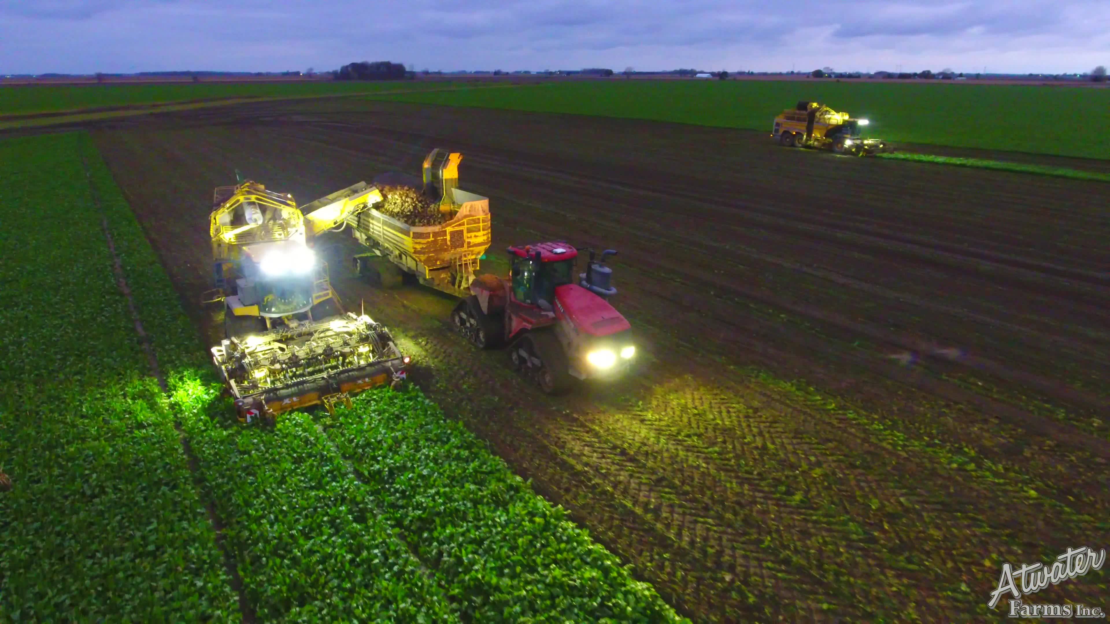 Beet Harvest Preview II