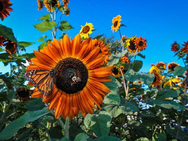 Autumn Beauty Sunflower