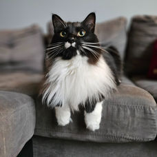 New Couch, Meet Cat: How to keep the peace (and the upholstery)