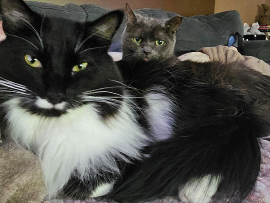 Why small changes feel HUGE to your cat (and what you can do about it)
