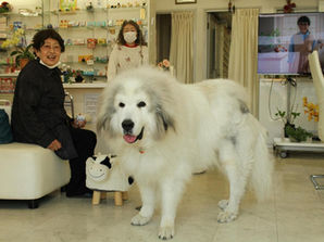 Great Pyrenees - Know Your Breed