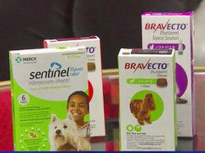 Latest weapons in the war on fleas from Noah's Animal Hospitals
