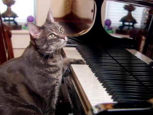 Animated series to honor Nora the piano-playing cat 