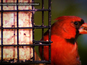 Feeding birds is a rewarding hobby