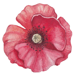 Poppy Front