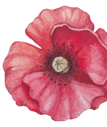 Poppy Front