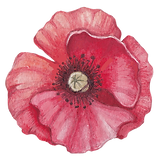 Poppy before