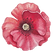 Poppy Front