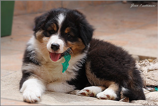 Crescere un Australian Shepherd, temperamento e sviluppo