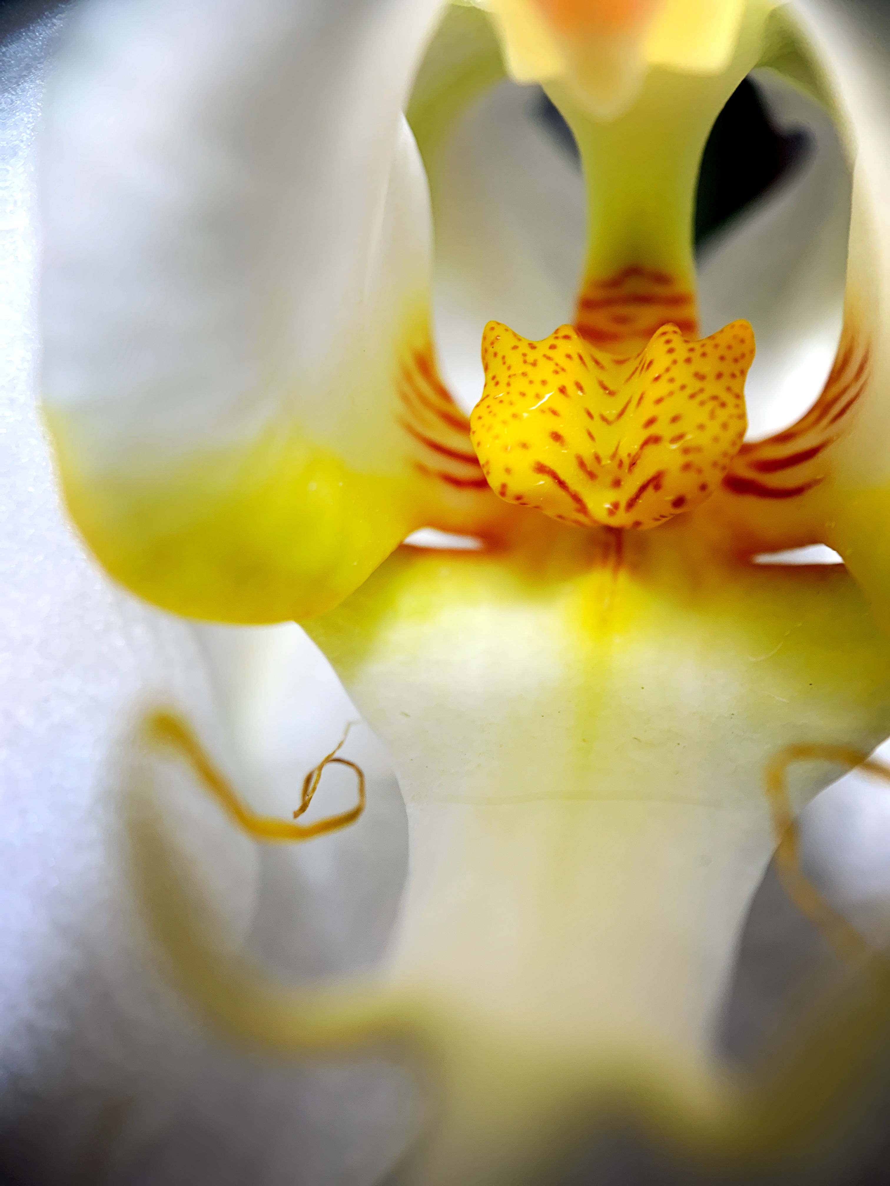 A Little Inside View