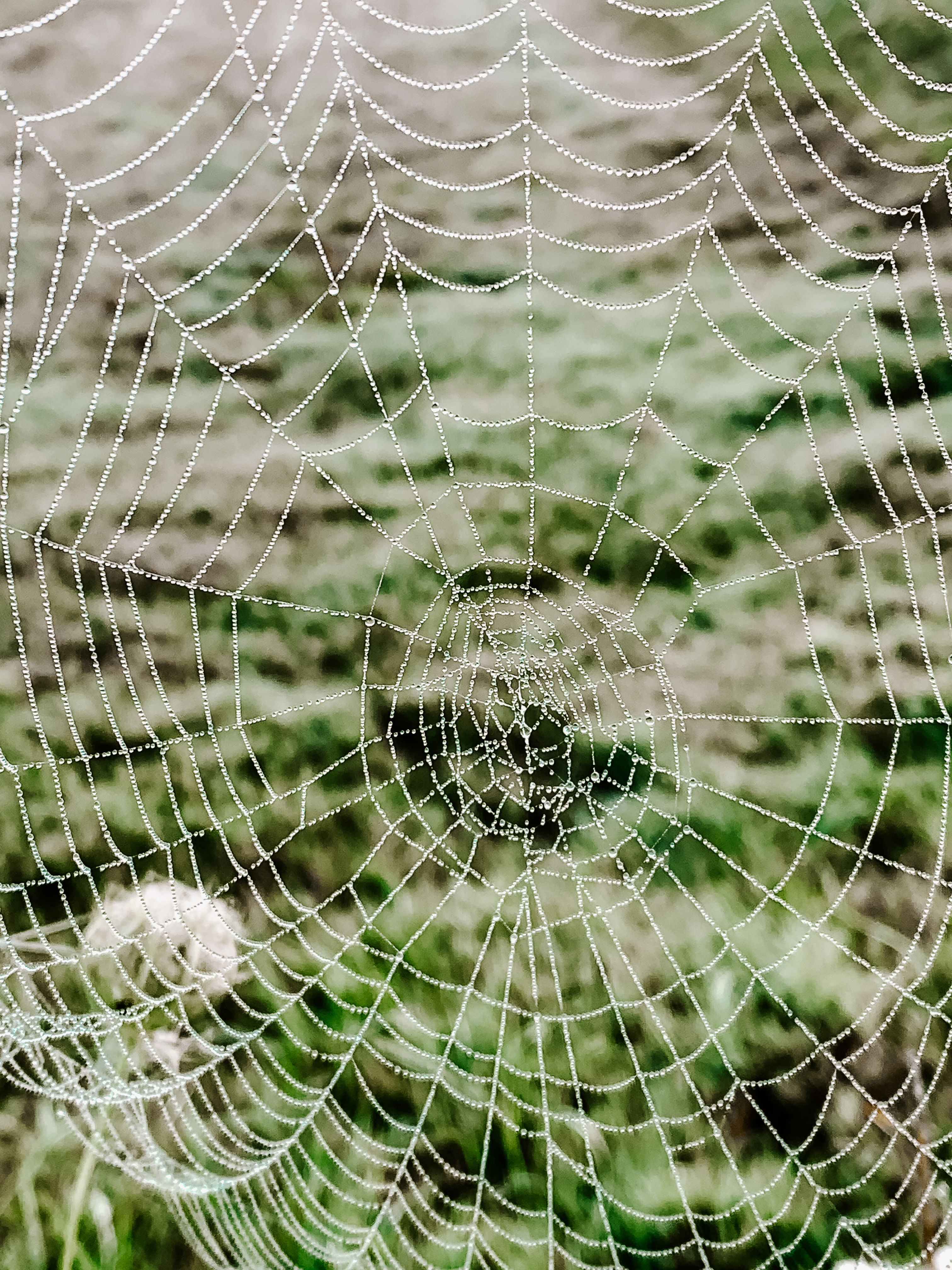 Beauty in the Web II (series)
