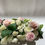 Thumbnail: flower rentals