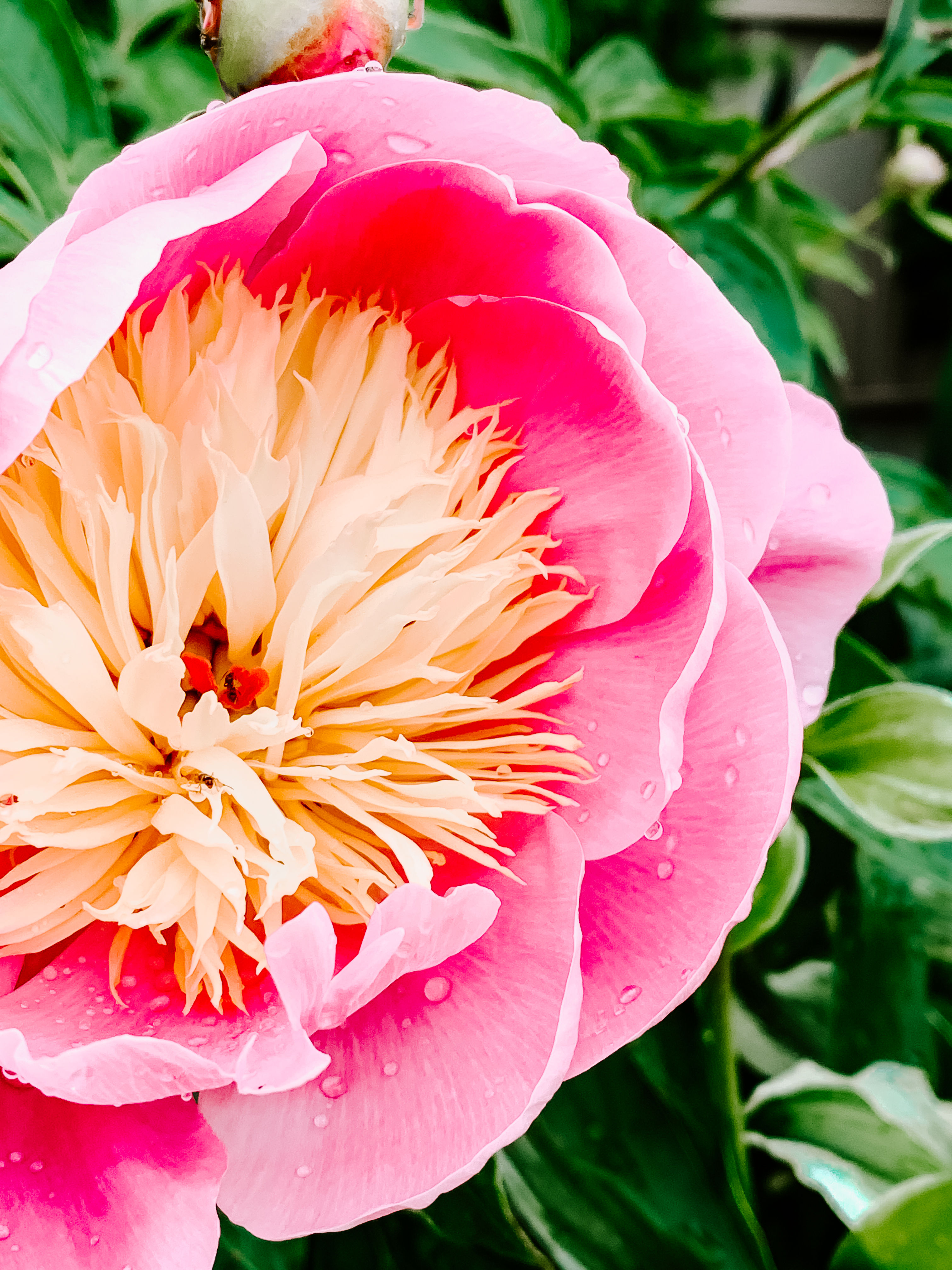 Bowl of Beauty (series)