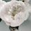 Thumbnail: Delicate Peony IV (series)