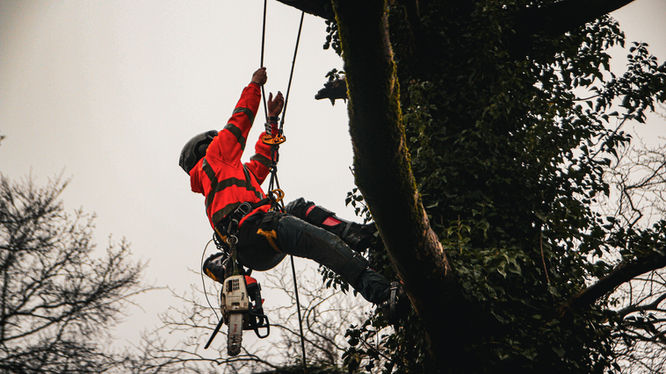Large tree being climbed using safety equipment 