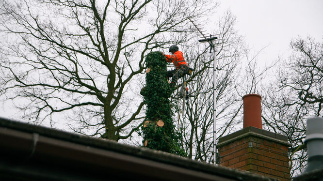 Tree being climbed using safety equipment 