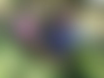 "Fent Verd" estrena lloc web