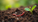 The Value of Hiring a Soil Biology Consultant with Soil Biology Expertise