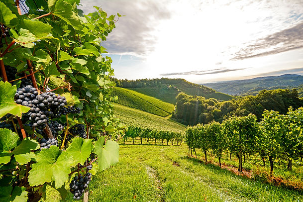 AdobeStock_Vineyard Picture.jpeg
