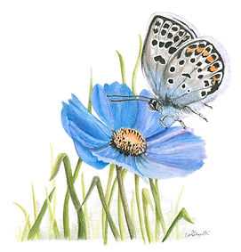 blue on blue butterfly.jpg