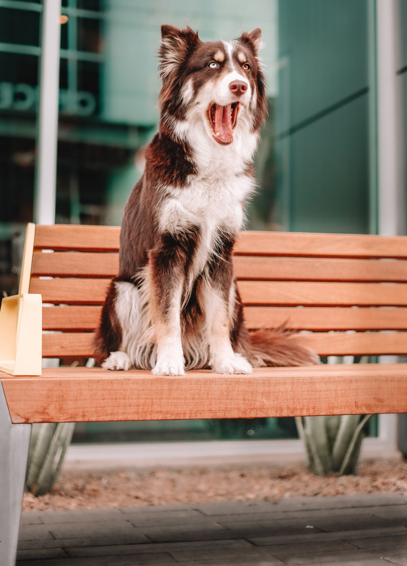 australian shepherd husky puppy arizona buy adopt breeder az florida georgia washington puppy raising badass breeder training ausky aussie husky 