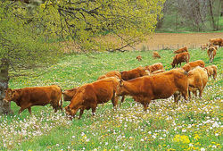 Limousin