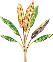 Banana Plant