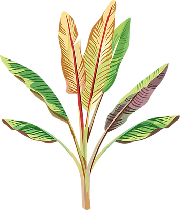 Banana Plant