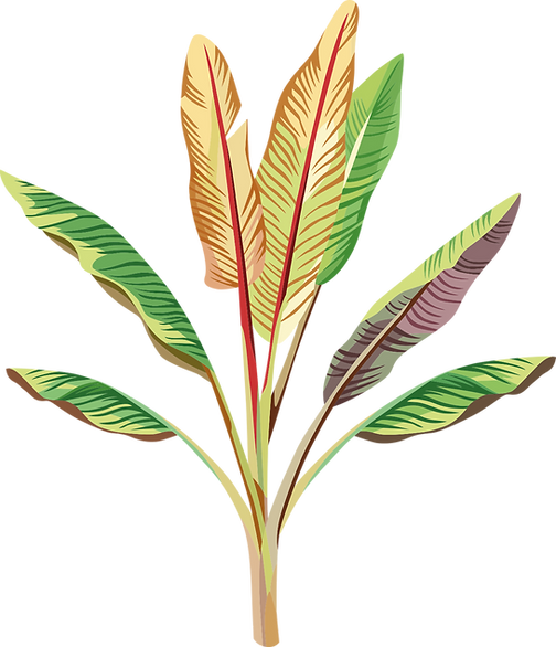 Banana Plant
