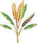 Banana Plant