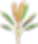 Banana Plant