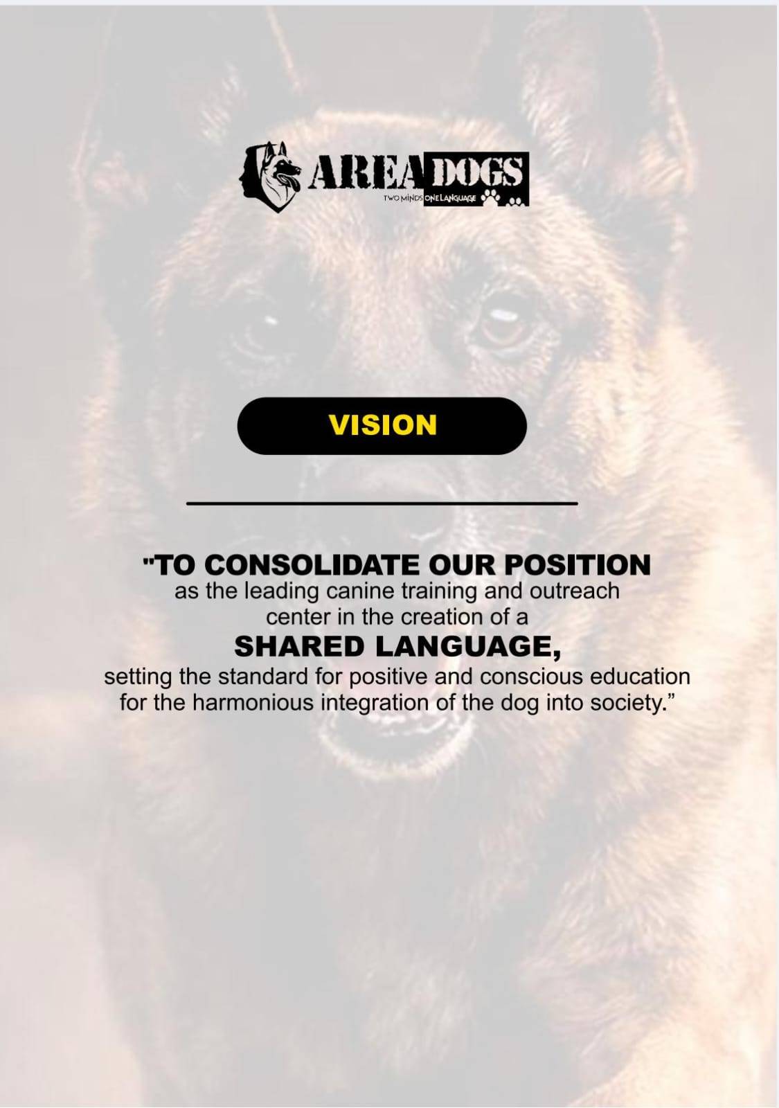 Belgian Malinois portrait — expressive eyes and presence