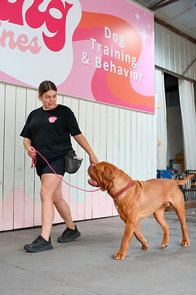 Day Training with Calming Canines