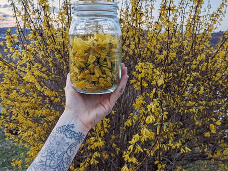 Forsythia Syrup