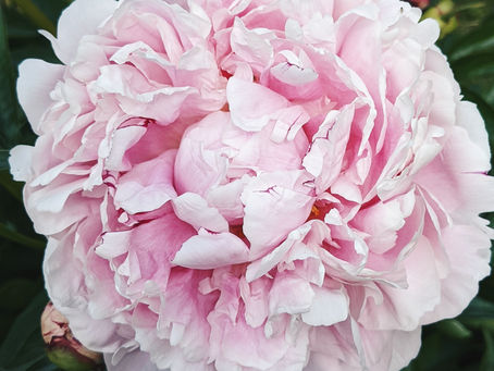 Peony Pioneer