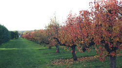 Autumn Colours