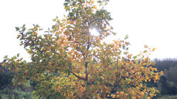 Light Through Green and Yellow