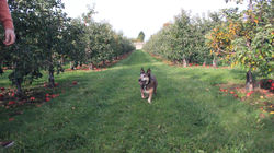 Happy Dog